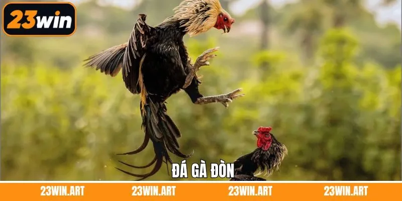 Đá Gà Đòn 23WIN – Trải Nghiệm Cực Phẩm Và Đỉnh Cao Nhất