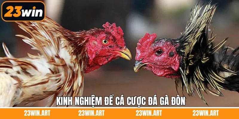 Top các kinh nghiệm chiến thuật đá gà đỉnh cao