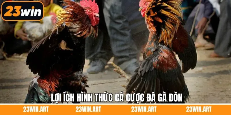 Lợi ích to lớn khi thành viên tham gia cá cược đá gà đòn