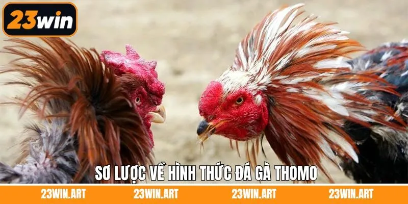 Nội dung tổng quan về loại hình chọi kê Thomo thú vị