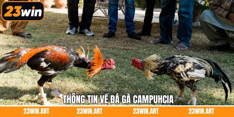 Đôi nét về sân chơi giải trí đá gà hấp dẫn tại 23WIN