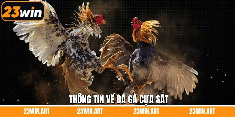 Đôi nét về hình thức chọi kê cựa sắt hấp dẫn