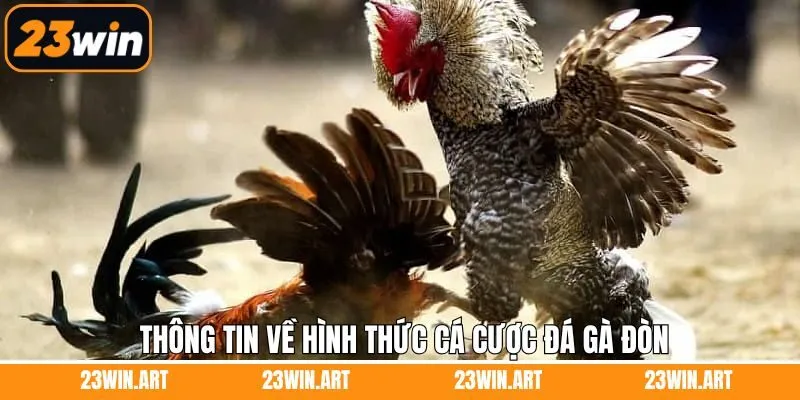 Đôi nét tìm hiểu chung về đá gà đòn