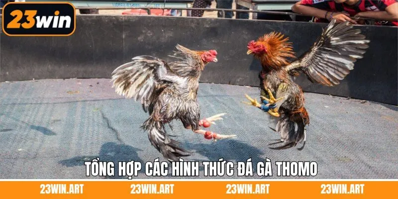 Những hình thức chọi kê Thomo thú vị có trên 23Win