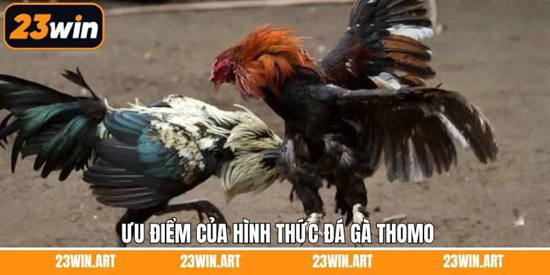 Ưu điểm vượt trội khi trải nghiệm đá gà Thomo tại nhà cái