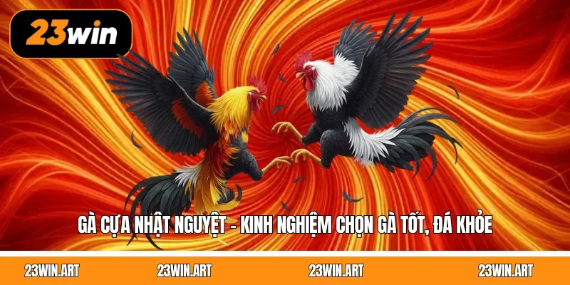 Gà Cựa Nhật Nguyệt - Kinh Nghiệm Chọn Gà Tốt, Đá Khỏe